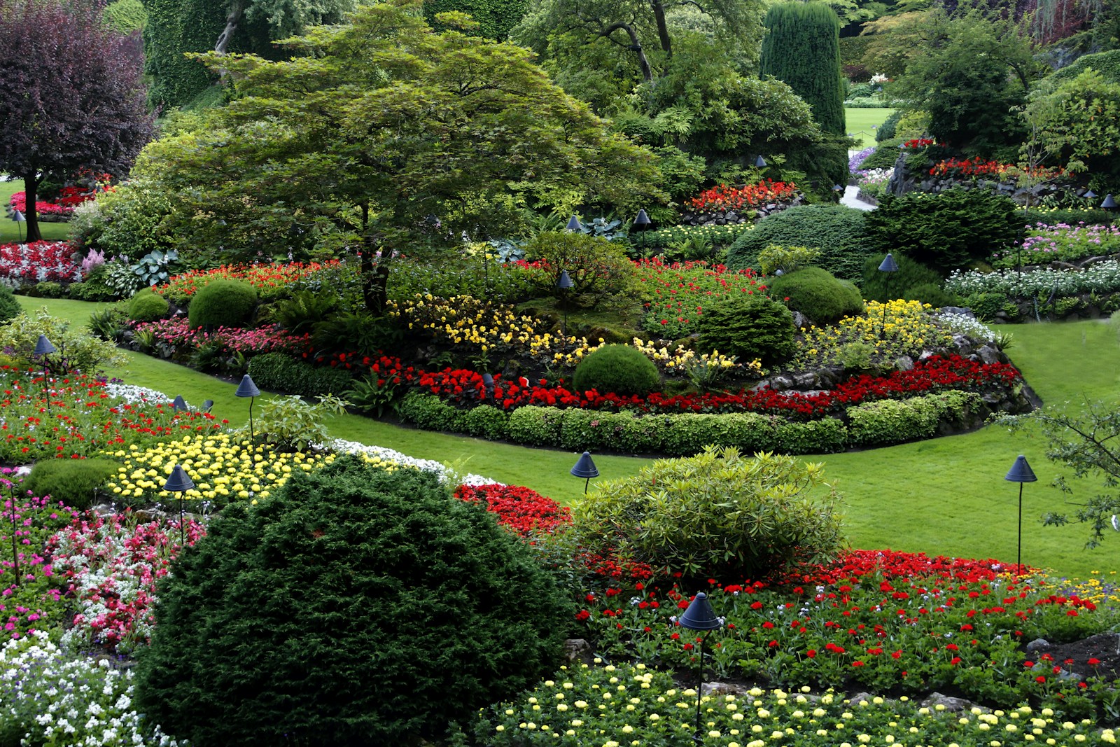 Tropical yard with climbing bougainvillea